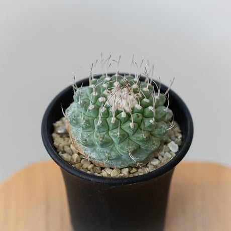 ストロンボカクタス 菊水 実生 Strombocactus discifromis 多肉植物 サボテン 珍奇植物 静岡 ANTIDOTE 通販 S920