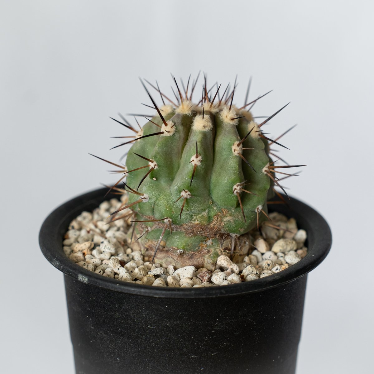 コピアポア 黒王丸 実生 Copiapoa cinerea サボテン 多肉植物 珍奇植物