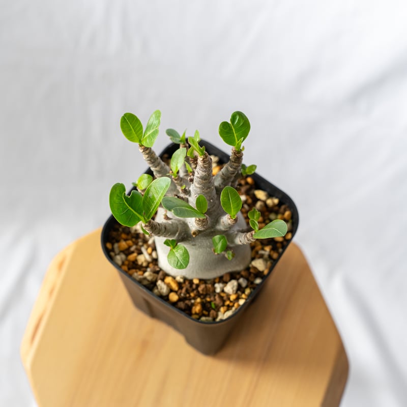 アデニウム アラビカム ブラックスキン【発根管理中】Adenium Arabicum