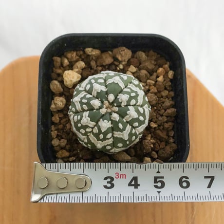 アストロフィツム スーパー兜 Vタイプ 美株 実生 アロー Astrophytum asterias Super Kabuto V サボテン 多肉植物 静岡 ANTIDOTE 通販 S1233