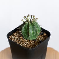 ユーフォルビア バリダ 実生 Euphorbia super valida 多肉植物 珍奇植物 ANTIDOTE 静岡 通販 S1235