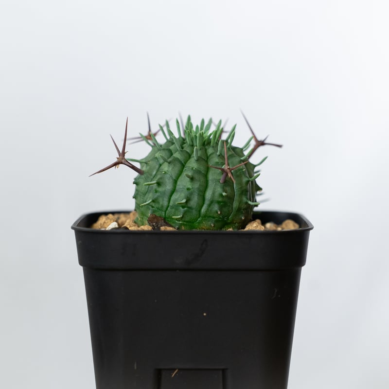 ユーフォルビア 群星冠 実生 Euphorbia stellispina 多肉植物 珍奇植物