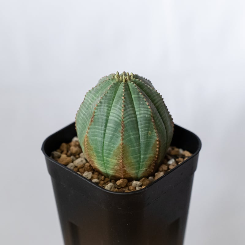 ユーフォルビア オベサ 実生 Euphorbia obesa 多肉植物 珍奇植物 静岡