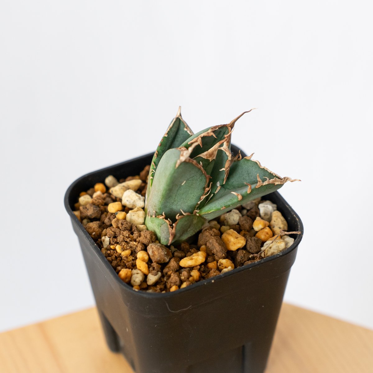 アガベ チタノタ 南アフリカダイヤモンド TC株 Agave titanota South A