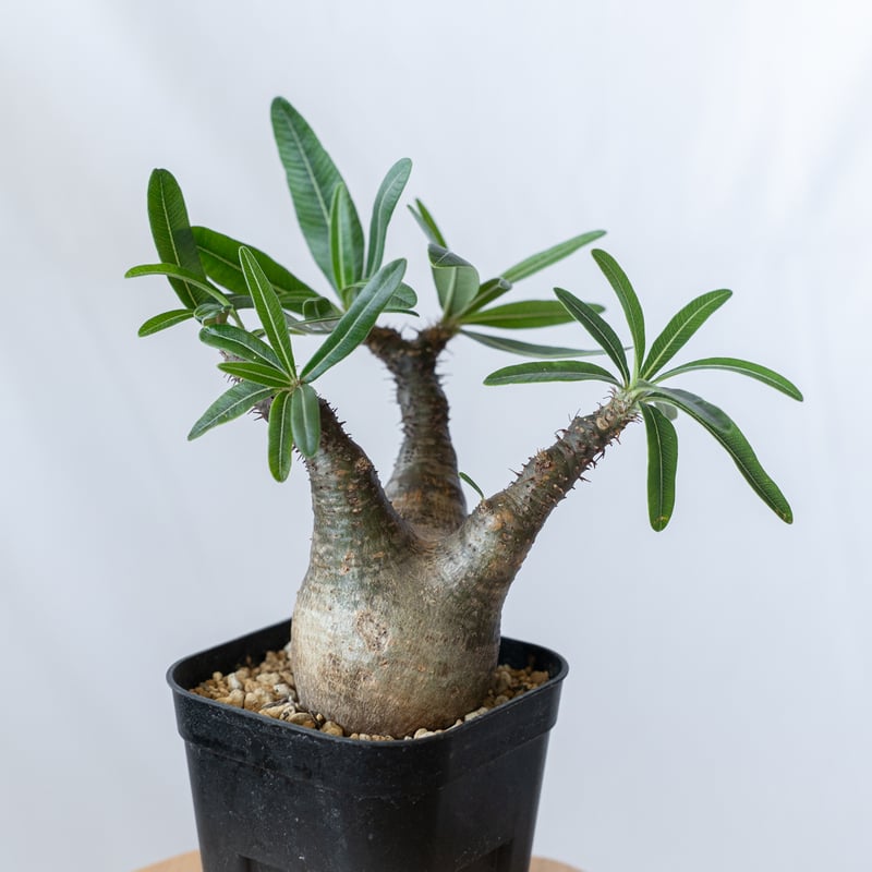 パキポディウム グラキリス pachypodhium Gracilius 塊根植物