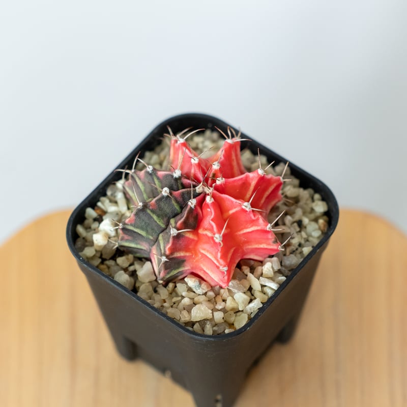 ギムノカリキウム ミハノビッチ 実生【発根管理中】緋牡丹錦