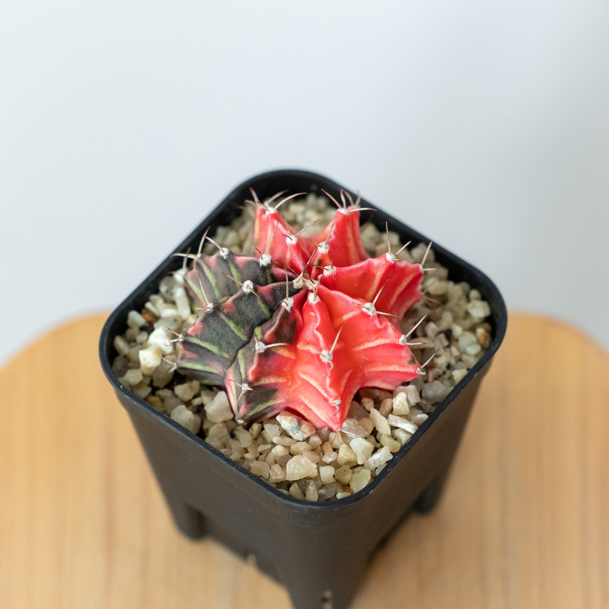 ギムノカリキウム ミハノビッチ 実生【発根管理中】緋牡丹錦