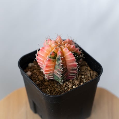 【現品】サボテン・ギムノカリウム・　緋牡丹錦（ひぼたんにしき）　5号　6D番 現品】サボテン・ギムノカリウム・ 緋牡丹錦（ひぼたんにしき） 5号 6D