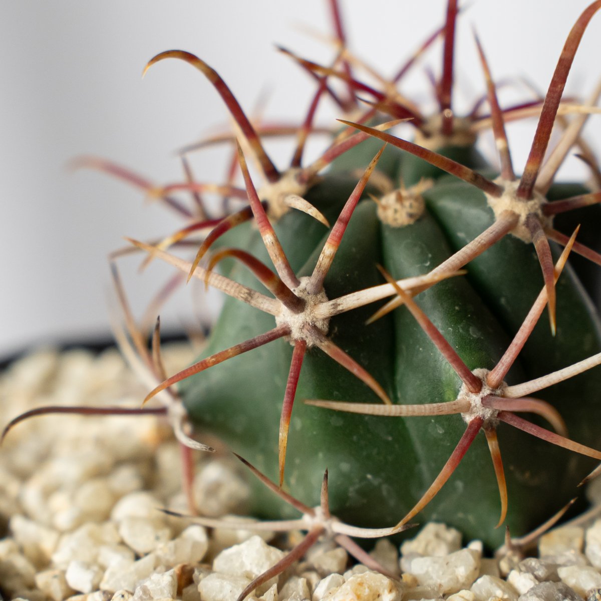 フェロカクタス 神仙玉 実生 美株 Ferocactus coloratus