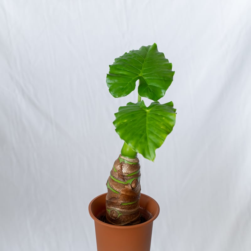 アロカシア クワズイモ Alocasia odora 観葉植物 静岡 ANTIDOTE 通販