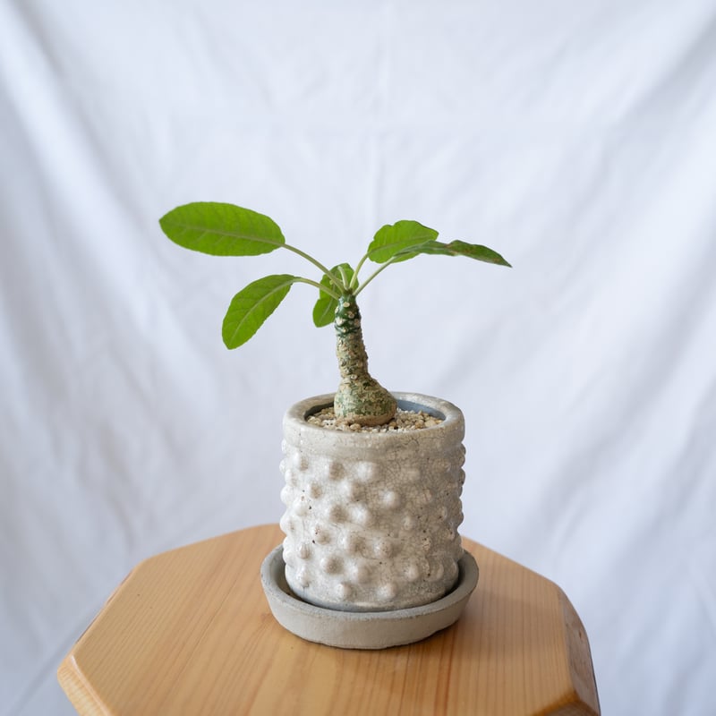 ドルステニア フォエチダ Dorstenia 塊根植物 コーデックス 珍奇植物
