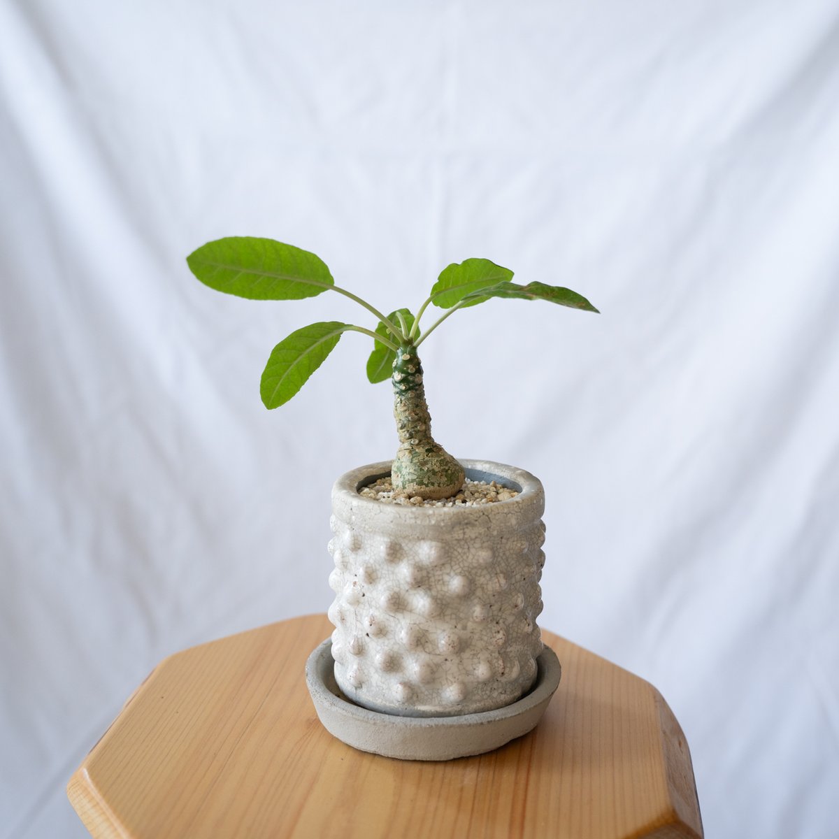 ドルステニア フォエチダ 塊根植物 コーデックス ドルステニア フォエチダ Dorstenia 塊根植物 コーデックス 珍奇植物