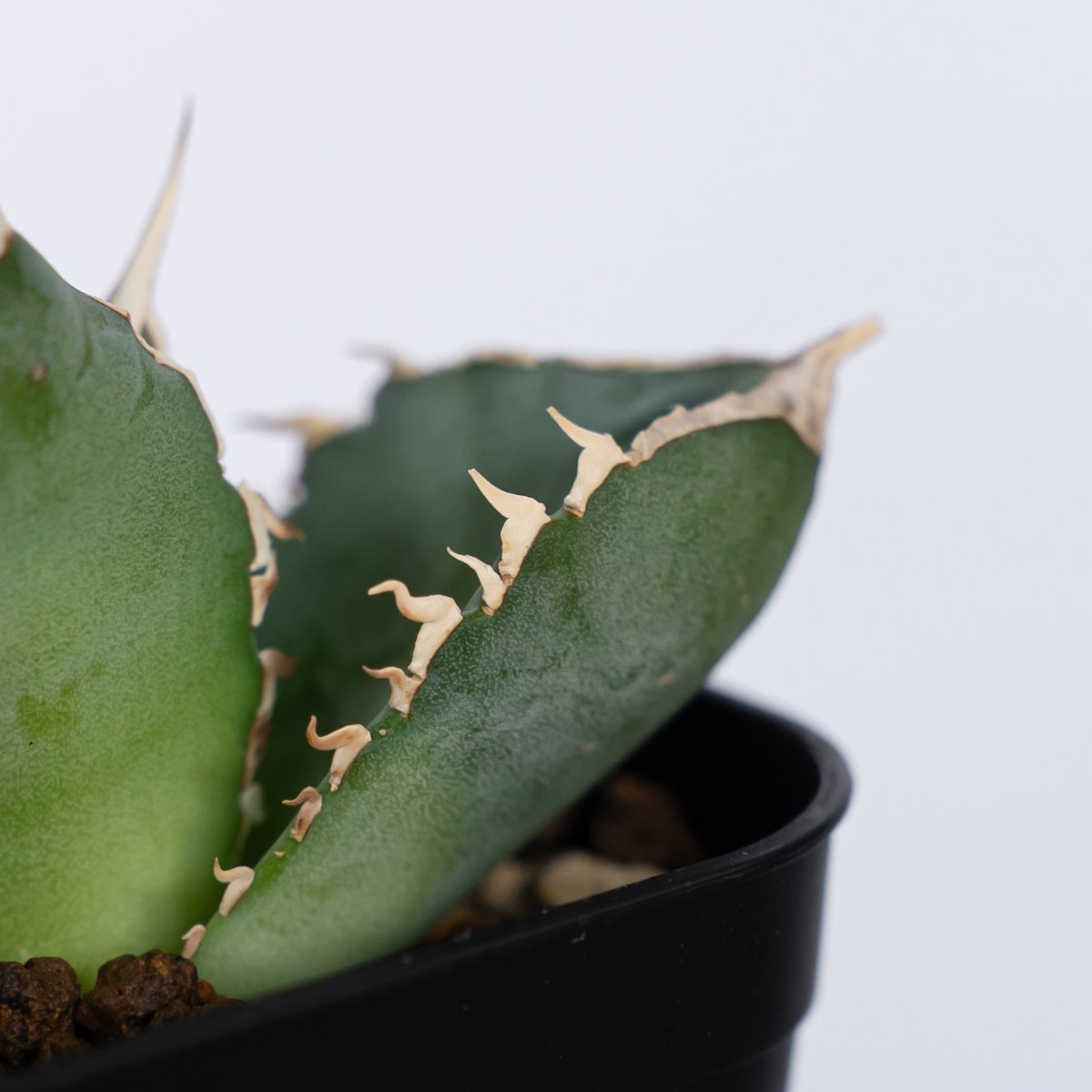 アガベ チタノタ 大白鯊 ホオジロザメ【発根管理中】TC株 Agave