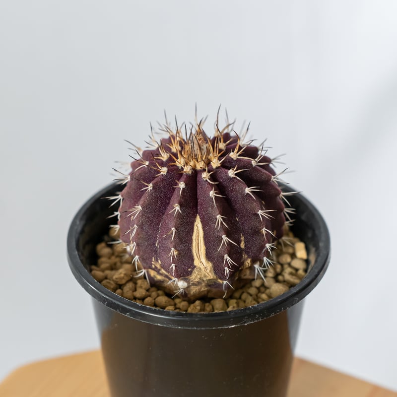 ユーベルマニア【実生】 ユーベルマニア ブイニンギー 実生 Uebelmannia buiningii 多肉植物