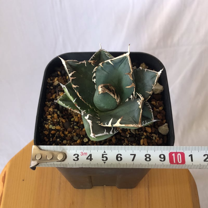 アガベ チタノタ 南アフリカダイヤモンド Agave titanota South Afric