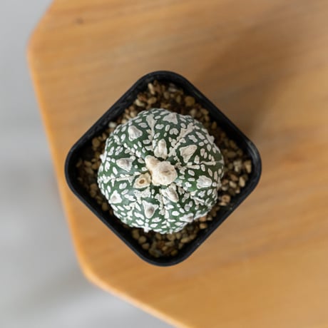 アストロフィツム スーパー兜 Vタイプ アロータイプ 実生 Astrophytum asterias Super Kabuto V サボテン 多肉植物 静岡 ANTIDOTE 通販 S1474