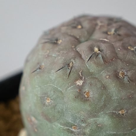 テフロカクタス ゲオメトリクス 実生 Tephrocactus geometricus サボテン 多肉植物 珍奇植物 静岡 ANTIDOTE 通販 S1477