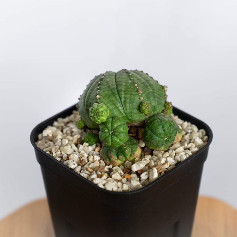 ユーフォルビア 仔吹きシンメトリカ Euphorbia symmetrica オベサ 多肉