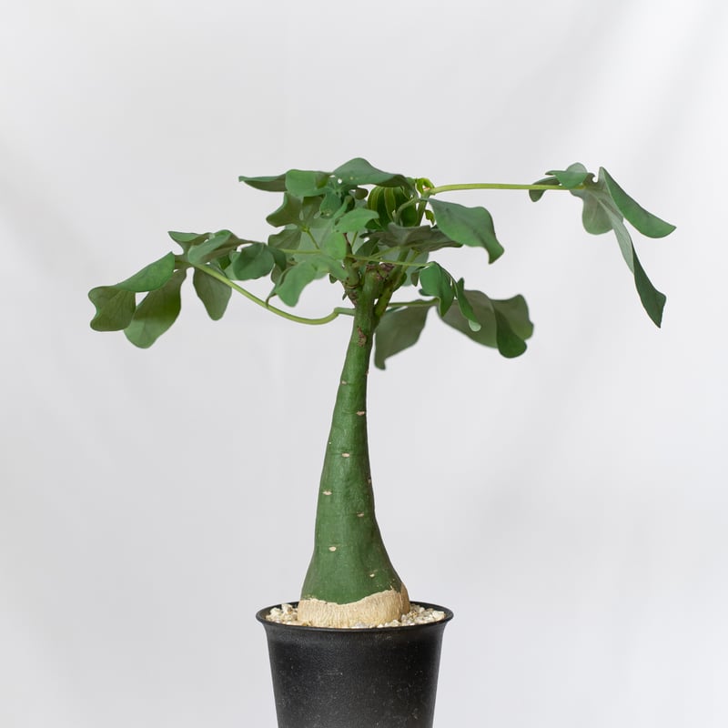 アデニア グラウカ 幻蝶かずら Adenia glauca 塊根植物 コーデックス