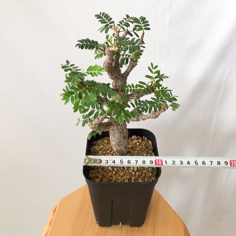 センナ メリディオナリス Senna Meridionalis コーデックス 塊根