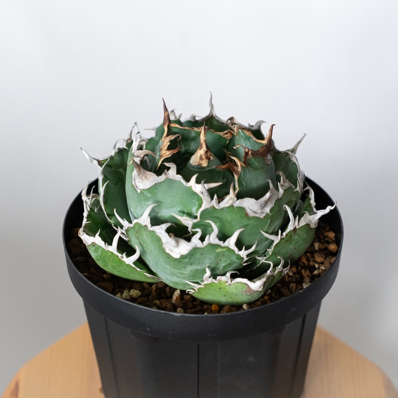 アガベ チタノタ 白鯨 特大株 【発根管理中】OC株 Agave titanota White