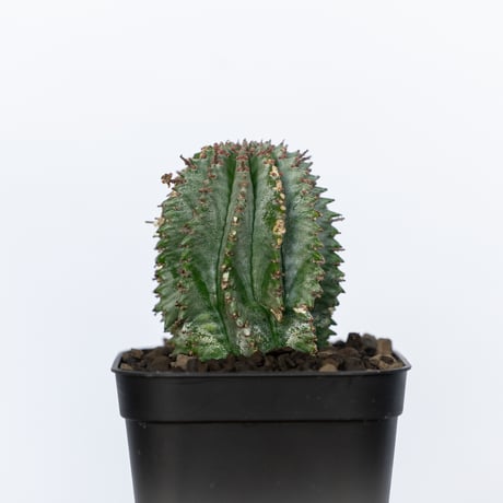 ユーフォルビア ホリダ Euphorbia horrida 多肉植物 珍奇植物 ANTIDOTE 静岡 通販 S1141