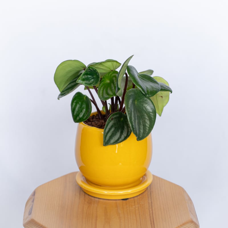 スイカぺぺ ペペロミア サンデルシー 鉢セット Peperomia argyreia