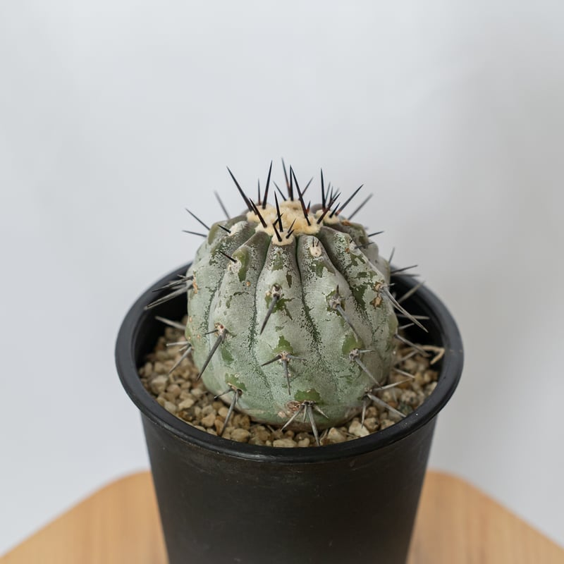 copiapoa 黒王丸　実生 Copiapoa cinerea【黒王丸・実生】 | RIMO'S GREEN 【Saboten