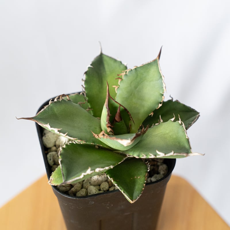 アガベ シャークソード 大株美形 黒鉢