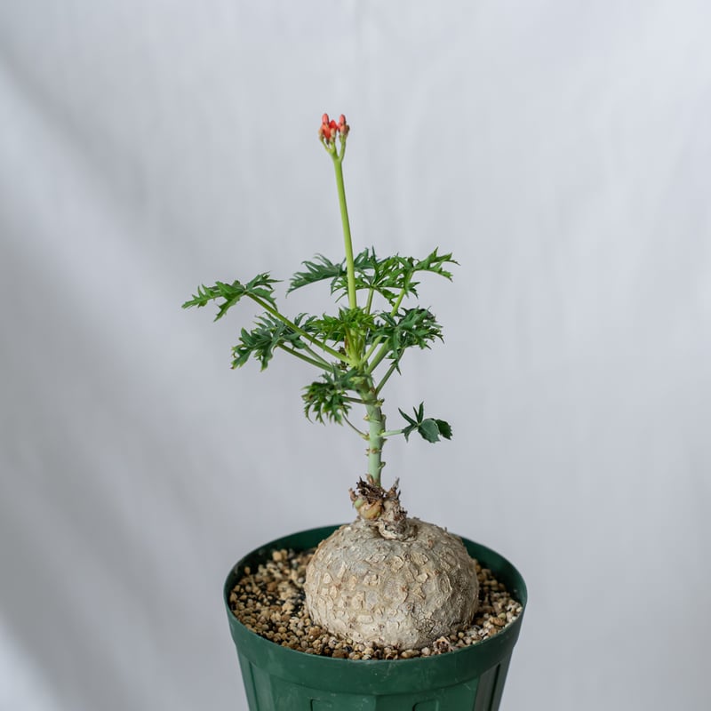【中古】 ダイヤモンド・クラッシャー ９か月間の、ローズの恋の物語。サン・トロペ、トーキ/文芸社/花紋瑤 在庫限り終了【633】SWAROVSKI スワロフスキー/リュースター