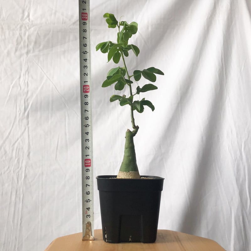 アデニア グラウカ 幻蝶かずら Adenia glauca 塊根植物