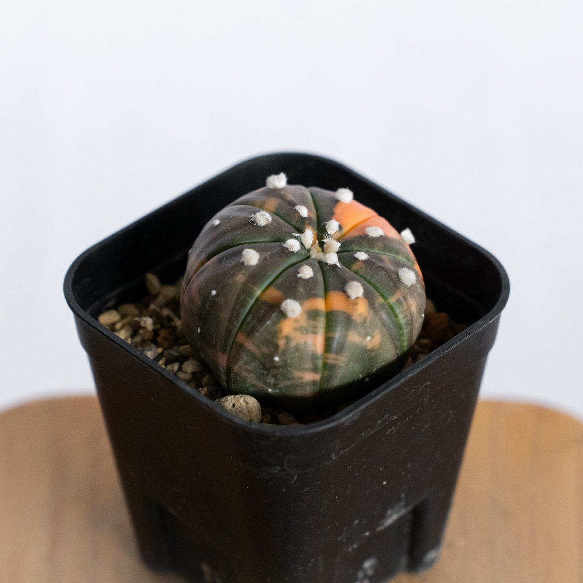 アストロフィツム 瑠璃兜錦 赤斑 美株 実生 Astrophytum asterias 多肉