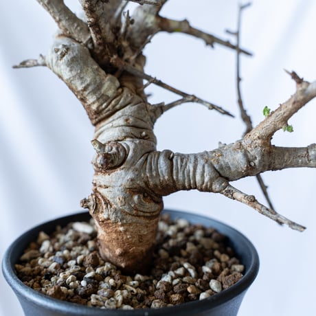 ボスウェリア ネグレクタ Boswellia neglecta 多肉植物 珍奇植物 静岡 ANTIDOTE 通販 S95