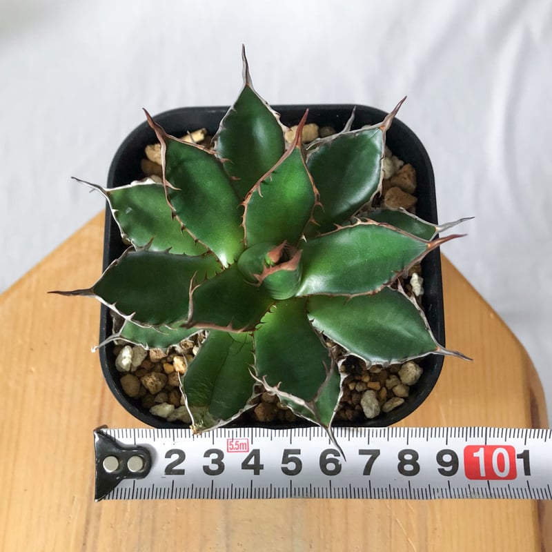 アガベ 姫ホリダ OC株【発根管理中】Agave horrida 多肉植物 珍奇植物