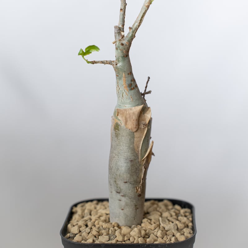 ブルセラ ファガロイデス 実生 Bursera fagaroides 多肉植物 珍奇植物