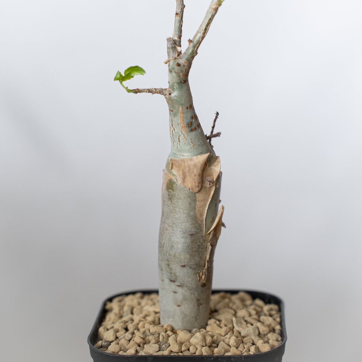 ブルセラ ファガロイデス 実生 Bursera fagaroides 多肉植物 珍奇植物