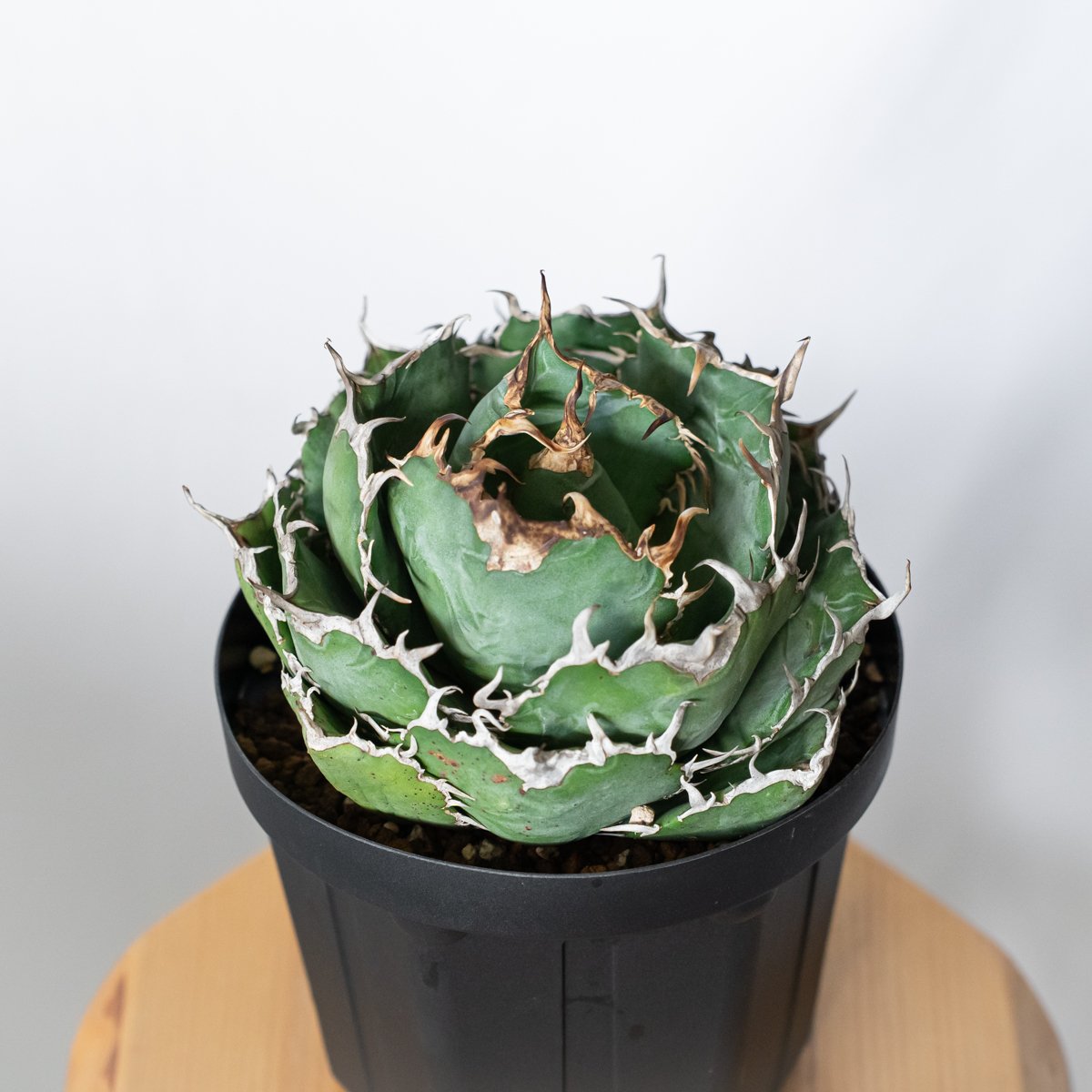 アガベ チタノタ 白鯨 特大株 OC株 Agave titanota White Whale