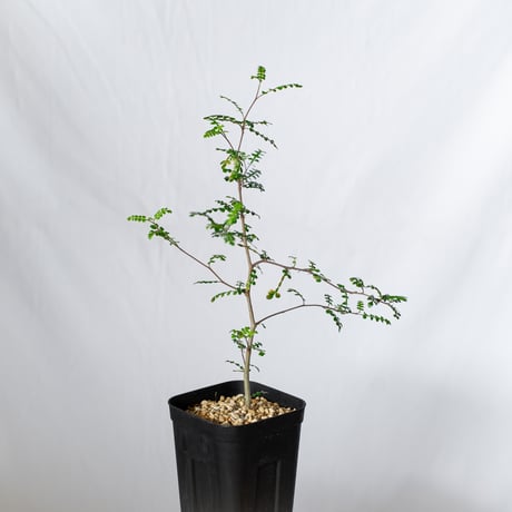 オペルクリカリア デカリー 実生 Operculicarya decaryi 塊根植物 多肉植物 珍奇植物 静岡 ANTIDOTE 通販 S1503