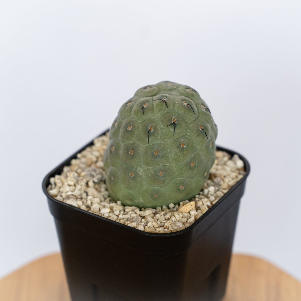 Tephrocactus geometricus テフロカクタス ゲオメトリクス 実生