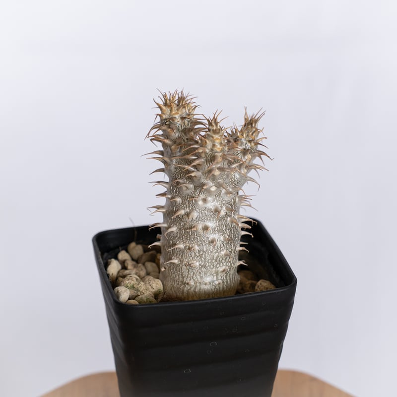 パキポディウム マカイエンセ 実生 pachypodhium makayense 魔界玉 塊根