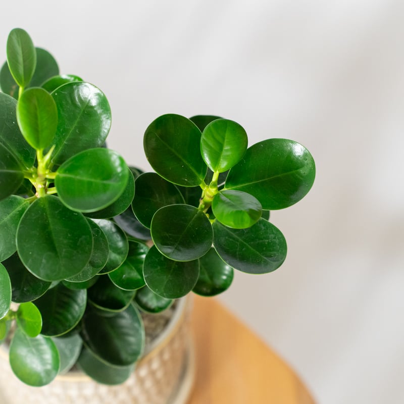 パンダガジュマル タイワンガジュマル 鉢セット Ficus microcarpa