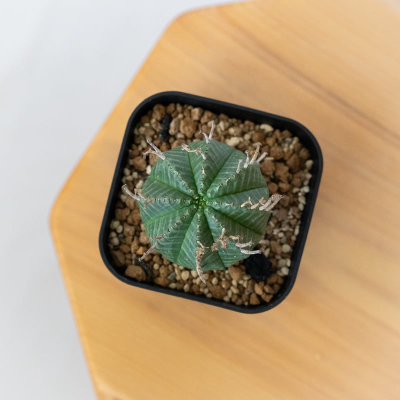 ユーフォルビア バリダ 実生 Euphorbia super valida 多肉植物 珍奇植物