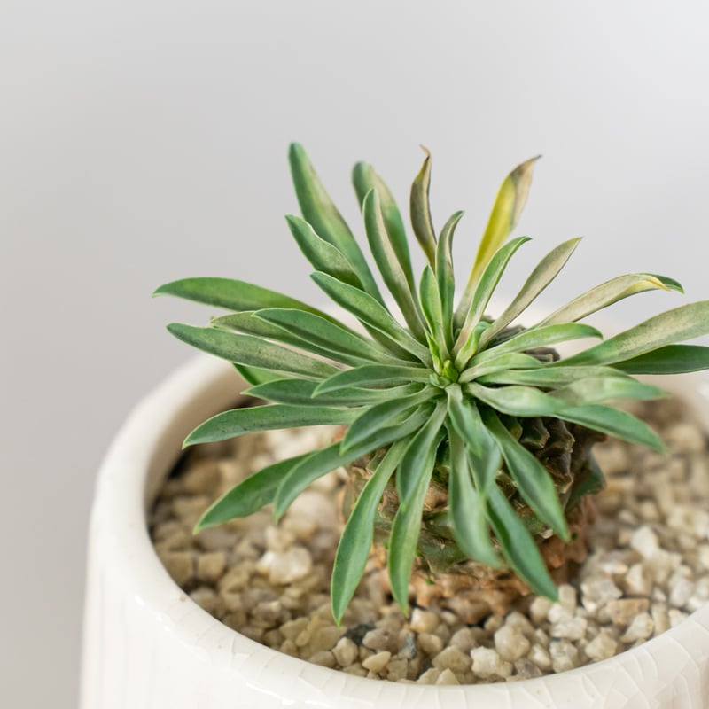 ユーフォルビア パイナップルコーン 蘇鉄麒麟 鉢セット Euphorbia