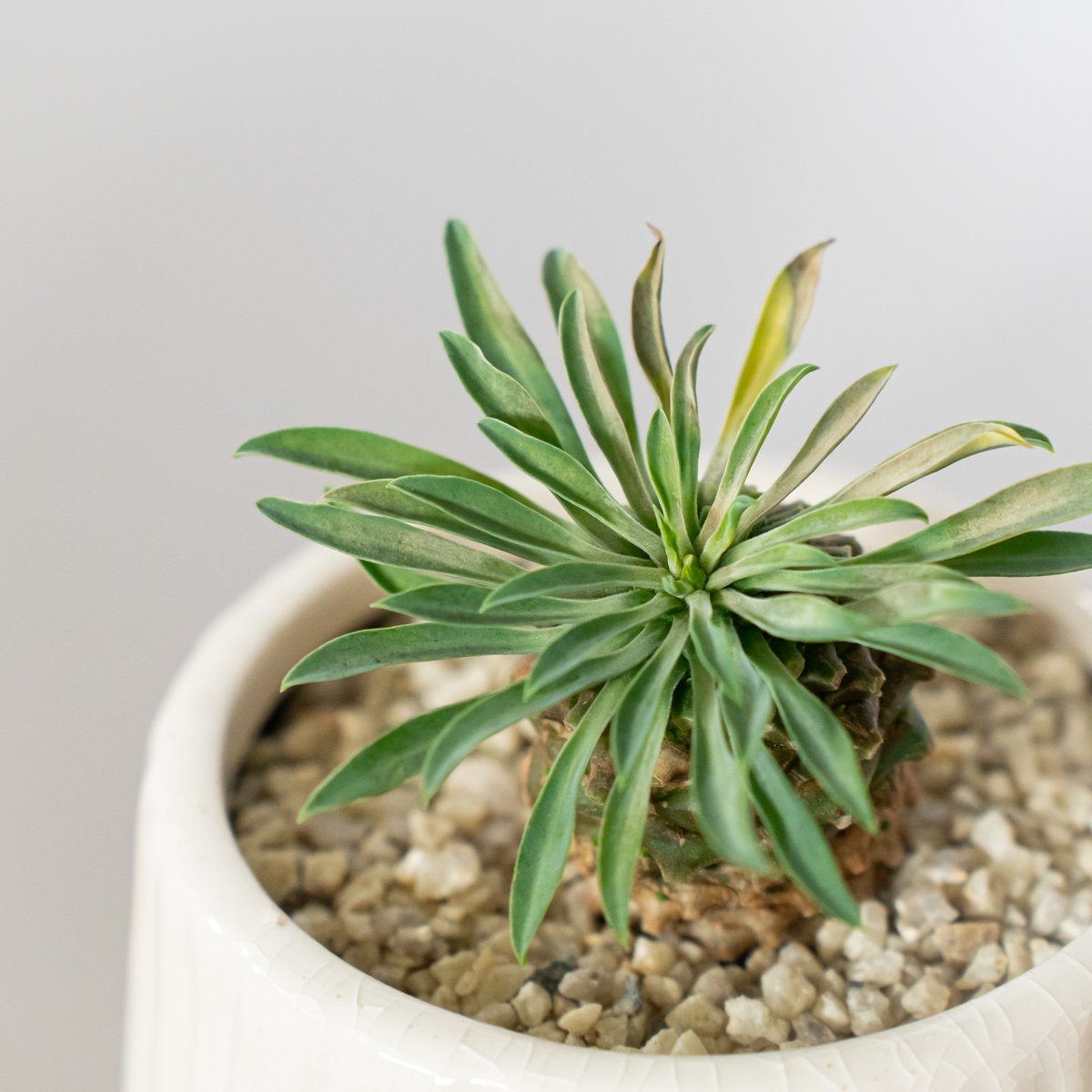 ユーフォルビア パイナップルコーン 蘇鉄麒麟 鉢セット Euphorbia