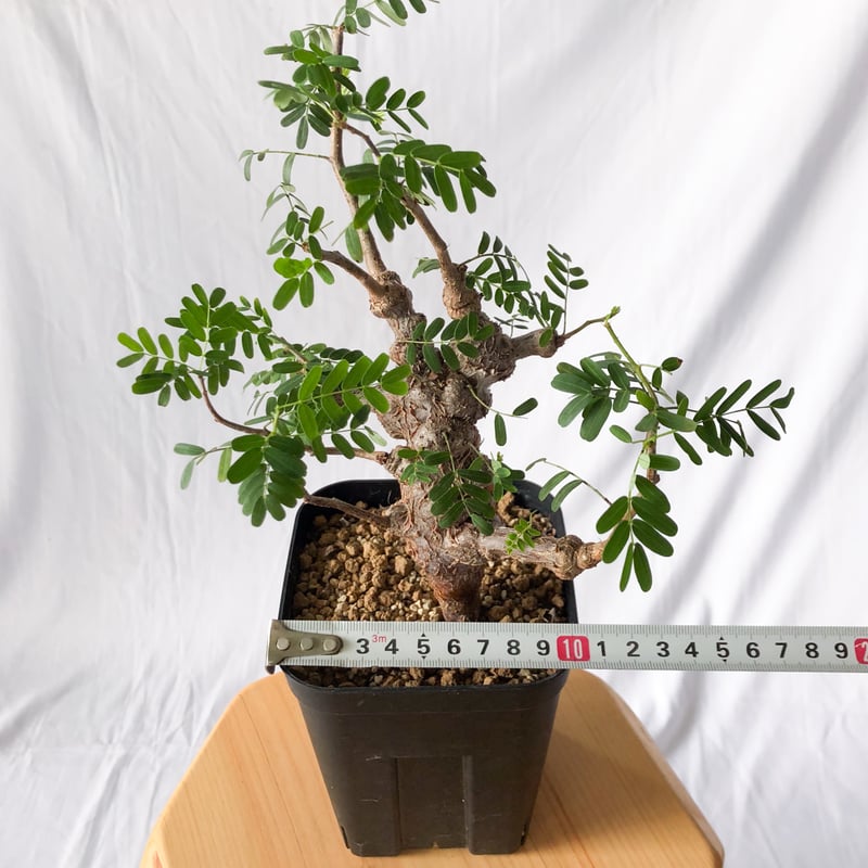 塊根植物ウィンゾリー グラキリス フォッケア アデニウム センナメリディオナリス 塊根植物ウィンゾリー グラキリス フォッケア アデニウム センナメリ