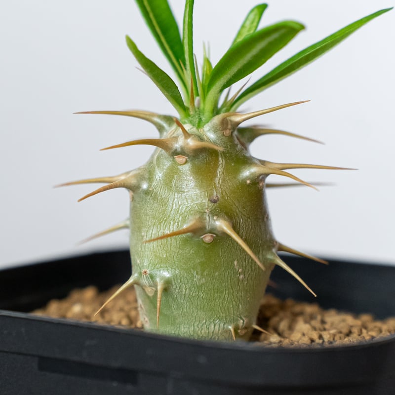 パキポディウム アンボンゲンセ 実生 Pachypodium ambongense 塊根植物