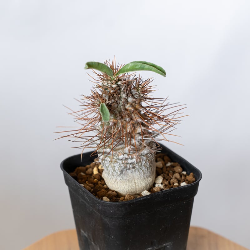 パキポディウム ナマクアナム 光堂 実生 実生 Pachypodium namaquanum