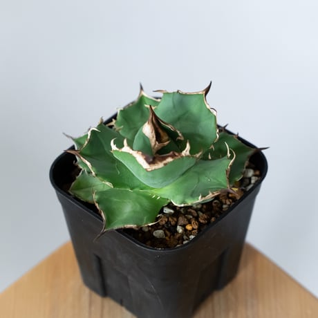 アガベ チタノタ 白犀牛【発根管理中】TC株 シロサイ Agave titanota White Rhino 多肉植物 珍奇植物 静岡 通販 ANTIDOTE S1447