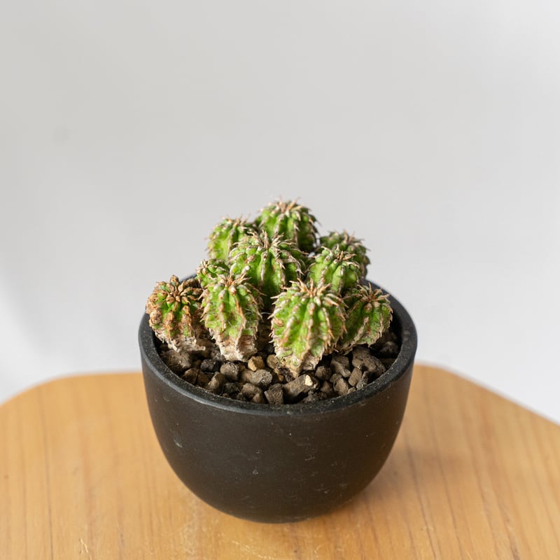 ユーフォルビア　セプルタ　群生　接木　美株 ユーフォルビア セプルタ群生/盆栽、多肉植物、塊根植物、観葉