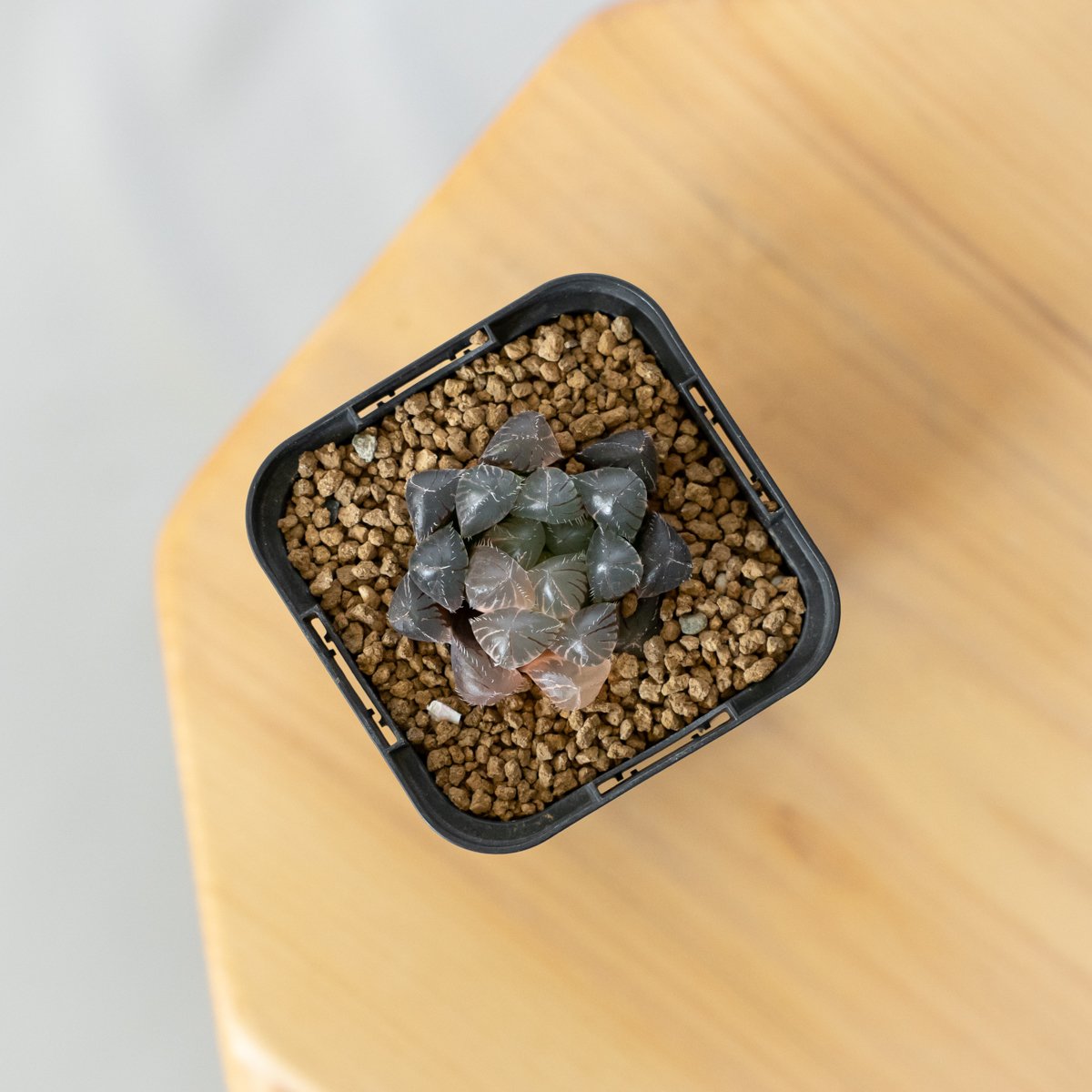 *.ブラックオブツーサ錦 大苗 *. ハオルシア * ハオルチア *多肉植物 * 多肉植物 ハオルチア ブラック オブツーサ | Mellow Yard